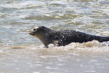 Earless seal on a mudflat. © Marije Kouyzer