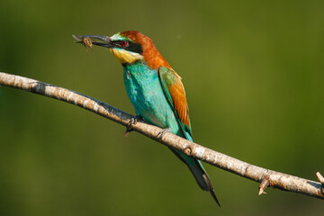 A Golden bee eater sits on a branch with its prey