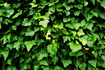 壁面緑化、つる植物、Creeping plants, green background, Creeper plant