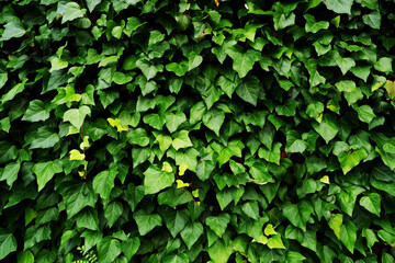 Fototapeta na wymiar Green leaves background, Creeping plants wallpaper, summer green materials, 壁面緑化、グリーン背景
