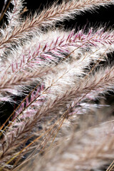 close up of foxtail