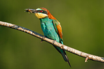 A Golden bee eater sits on a branch with its prey