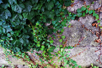 壁面緑化、つる植物、Creeping plants, green background, Creeper plant