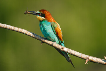 A Golden bee eater sits on a branch with its prey