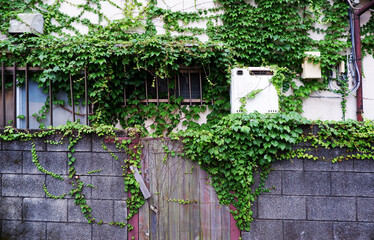 つる植物に覆われた家、空き家、Creeping plants, green background, Creeper plant
