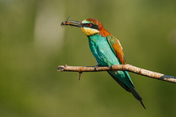 A Golden bee eater sits on a branch with its prey