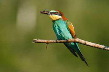 A Golden bee eater sits on a branch with its prey