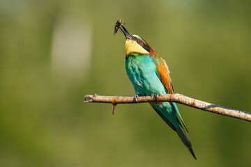 A Golden bee eater sits on a branch with its prey