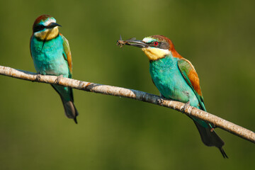 two Golden bee eater sitting on a branch on a green background
