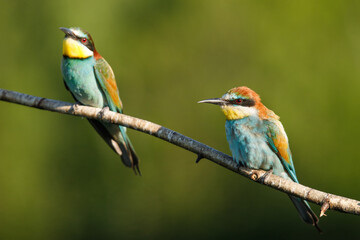 two Golden bee eater sitting on a branch on a green background