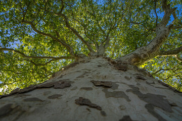tree in the woods