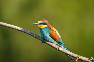 A Golden bee eater sits on a branch on a green background