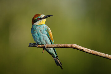 A Golden bee eater sits on a branch on a green background