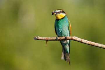 A Golden bee eater sits on a branch on a green background