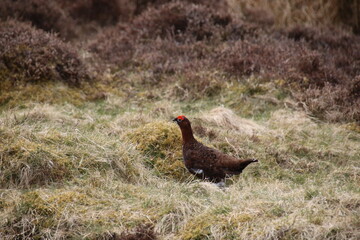 schottisches Moorschneehuhn - Red Grouse