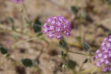 Head flowers in shades of pink and white arise from Desert Sand Verbena, Abronia Villosa, Nyctaginaceae, native Herbaceous Annual in the periphery of Joshua Tree City, Southern Mojave Desert, Springti
