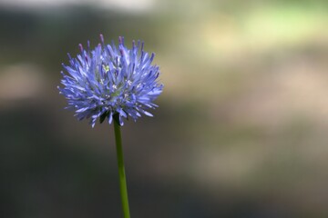 bright blue flower of a forest plant on a blurred background