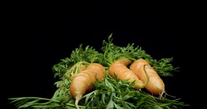 carrots close up