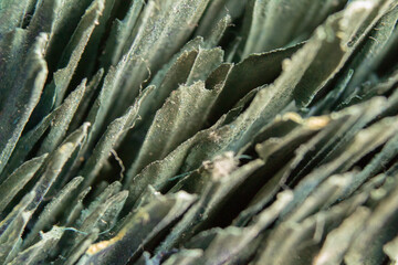 Macro Photo of Grass 