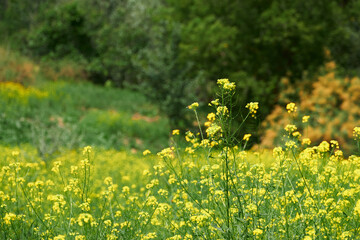 beautiful summer landscape - a meadow with yellow flowers in the forest on a bright Sunny day