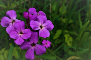 purple flowers in the garden
