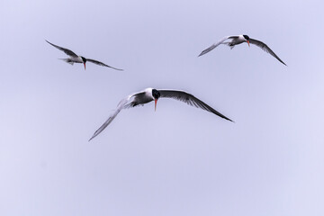 Forster's Tern  