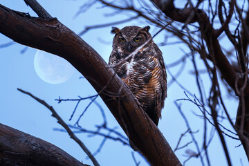 Great horned owl