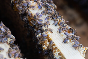 toret honey wooden frame with bees. bee family during beekeeper's inspection. Beekeeping.