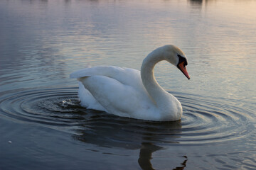 Fototapeta premium white swans float on the water at sunset