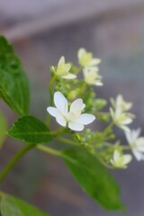 Hydrangea with a refreshing feeling
