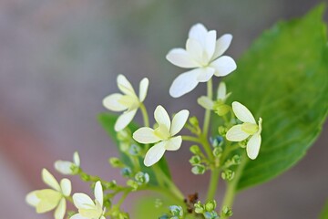 Hydrangea with a refreshing feeling