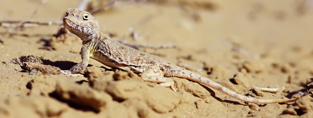 lizard macro asia, wildlife small desert lizard