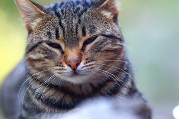 cute cat, happy fluffy pet, care love concept