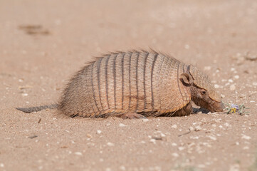 Armadillo resting, Pampas, south America