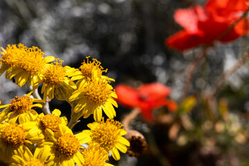 Yellow flowers in the garden on beautiful background