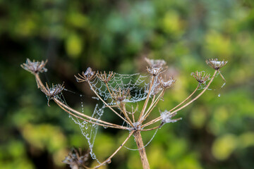 dew drops on the spiderweb