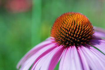Close up of an purple echinacea flower