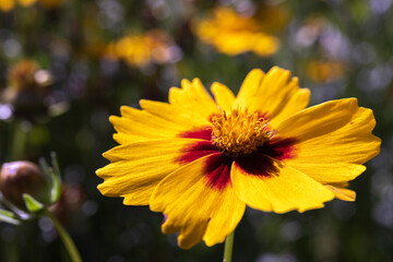 Beautiful yellow flower in the garden