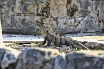 big iguana basking in the sun in mexico, animal yucatan