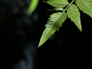 green leaf on black background