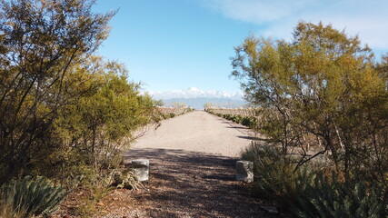 Fototapeta premium Vinícolas Mendoza Argentina
