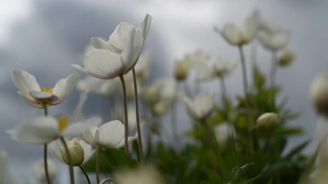 Anemone parviflora flowers in the meadow in sullen day. Windflower, thimbleweed. Beautiful spring landscape