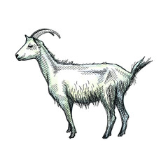 Colorful watercolor Hand-drawn sketch of goat on a white back ground. Farm animals. Livestock. Domestic animals.	
