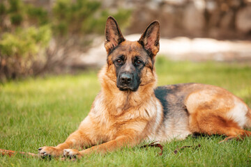 German shepherd lying on the grass in the park. Portrait of a purebred dog.