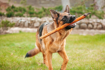 Portrait of a German shepherd with a stick in the mouth. Purebred dog.