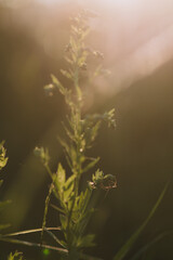 A field spider close up.