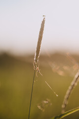 Fototapeta premium A field spider close up.