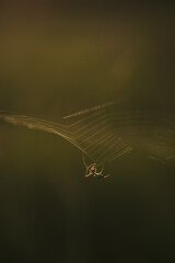 A field spider close up.