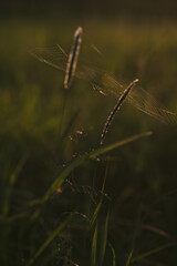 A field spider close up.