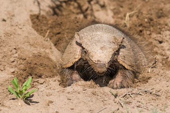 Armadillo Digging His Burrow, La Pampa , Patagonia, Argentina.